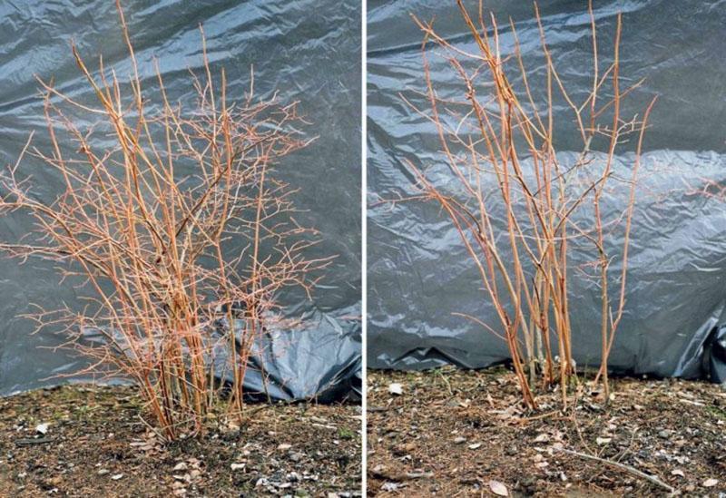 arbusto de arándanos antes y después de la poda