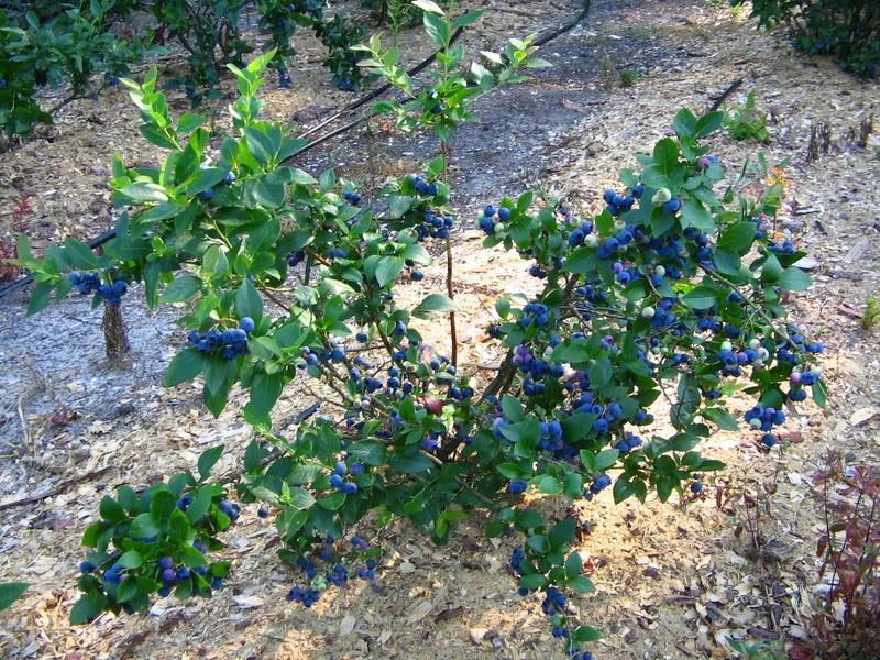 primera cosecha de arándanos