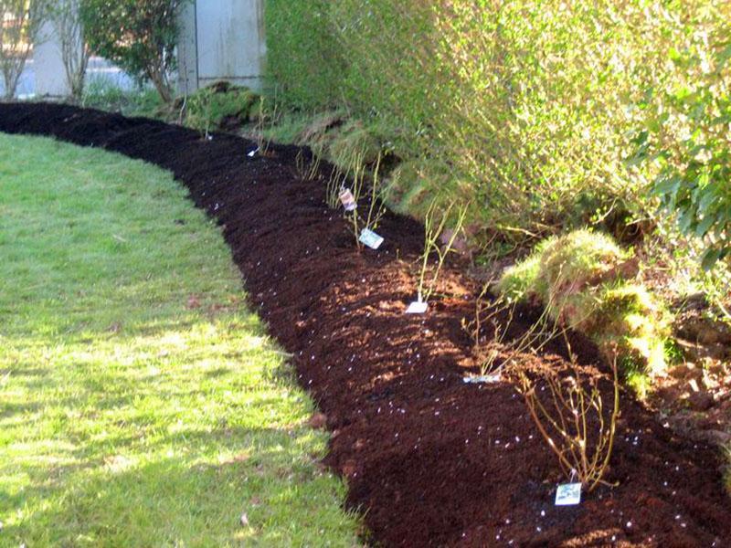 elegir un sitio de plantación de arándanos