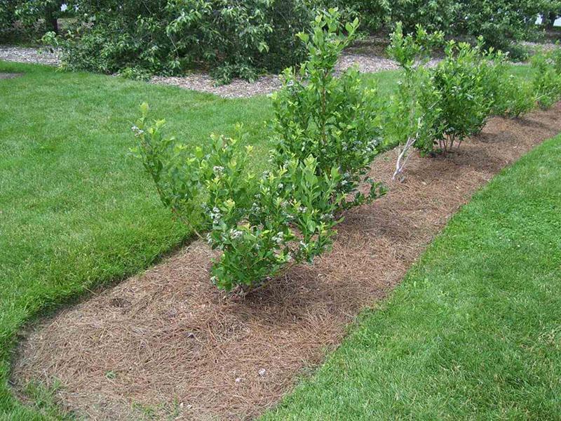 selección del sitio de plantación de arándanos