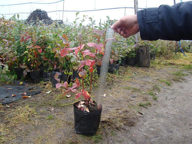selección de plántulas de arándanos