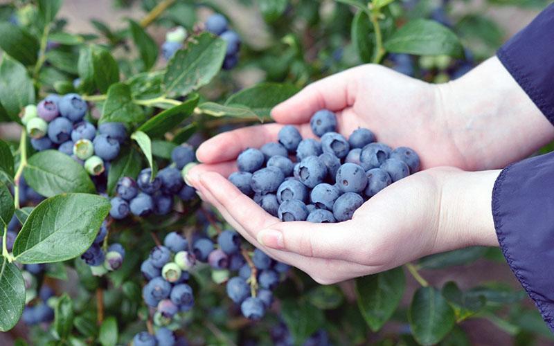 las mejores variedades de arándanos para casas de verano