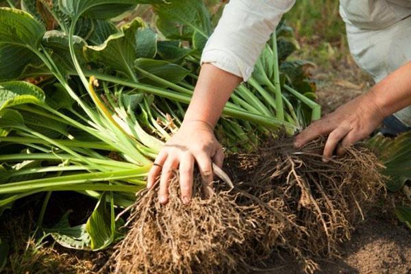 division des rhizomes des hôtes