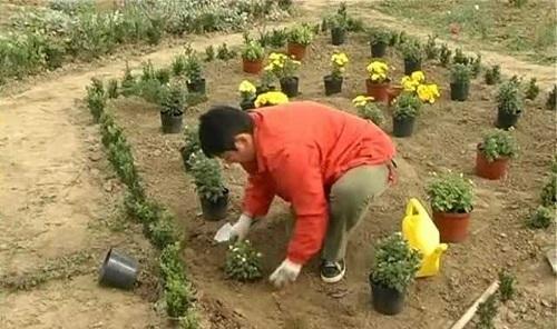 plantar crisantemos