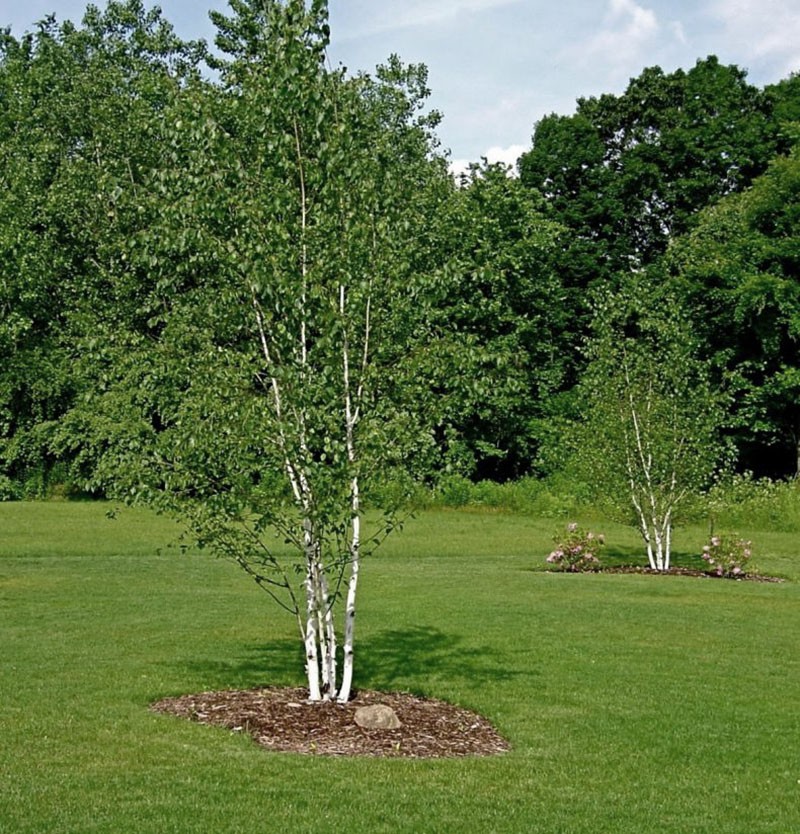 composter le cercle du tronc