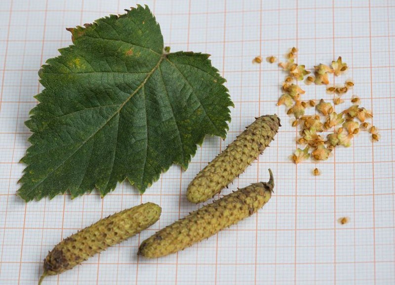 propagation du bouleau par graines