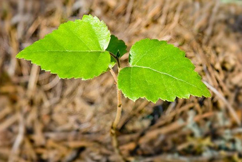 retoño de abedul en la naturaleza