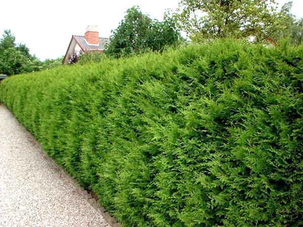 seto de Thuja Brabant