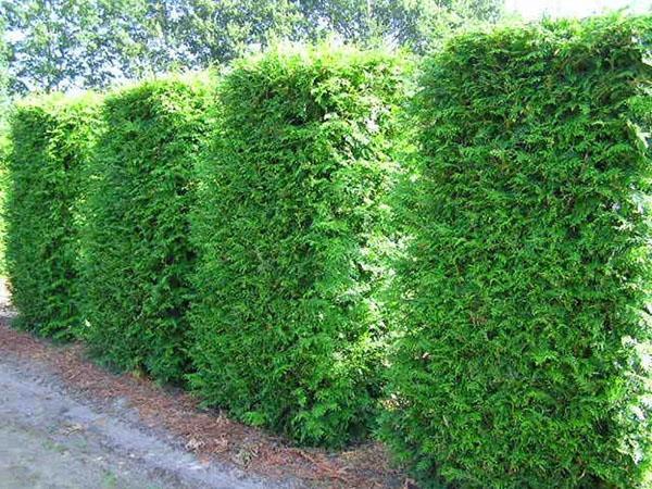 corte de pelo thuja Brabant en forma de rectángulo