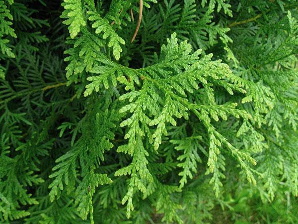 agujas de thuja Brabant