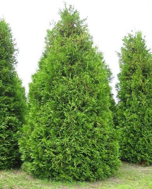 forma de corona de Thuja Brabant