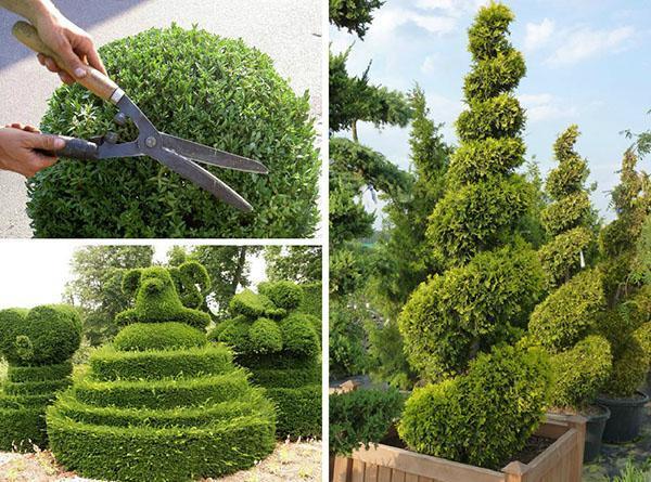 corte de pelo thuja Brazhant
