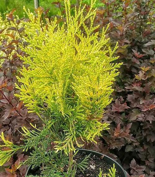 retoño de tuya de la variedad Golden Brabant
