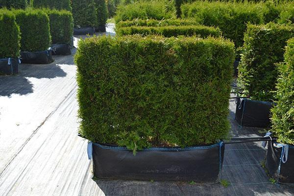 corte de pelo thuja Brabant en forma de cubo