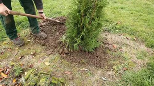 desembarco thuja Brabant