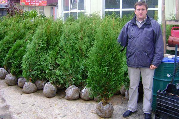 venta de plántulas grandes de thuja Bradant