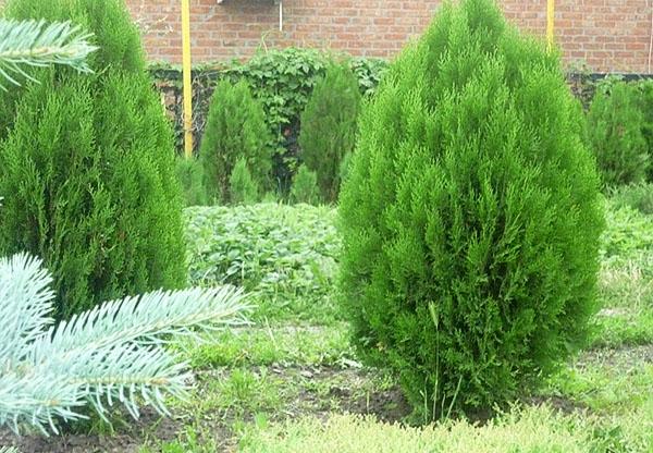 thuja brabante occidental