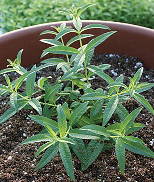 cultivar verbena en una maceta