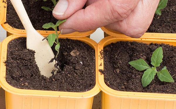 recogiendo plántulas de verbena