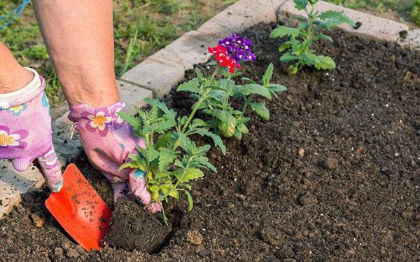 plantar plántulas en campo abierto.