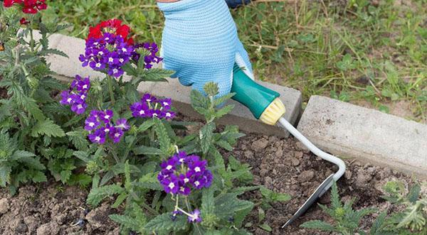 cuidar la verbena en el macizo de flores