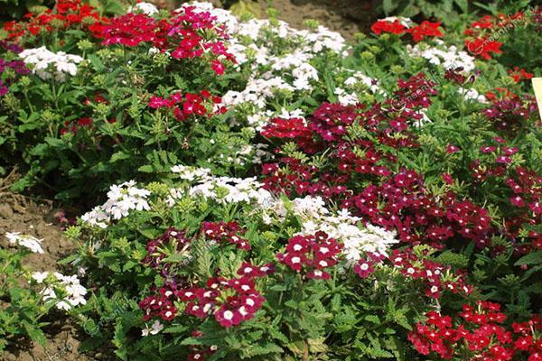 exuberante floración de verbena en el jardín