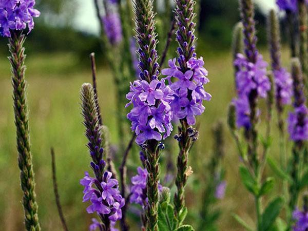 verbena recta perenne