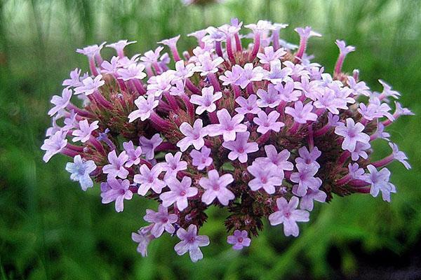 verbena bonar