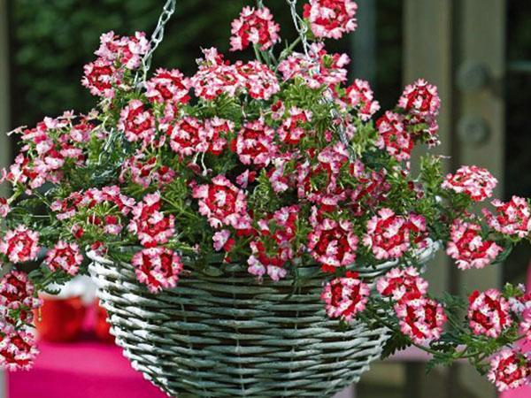 verbena ampelosa