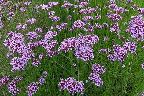 verbena officinalis