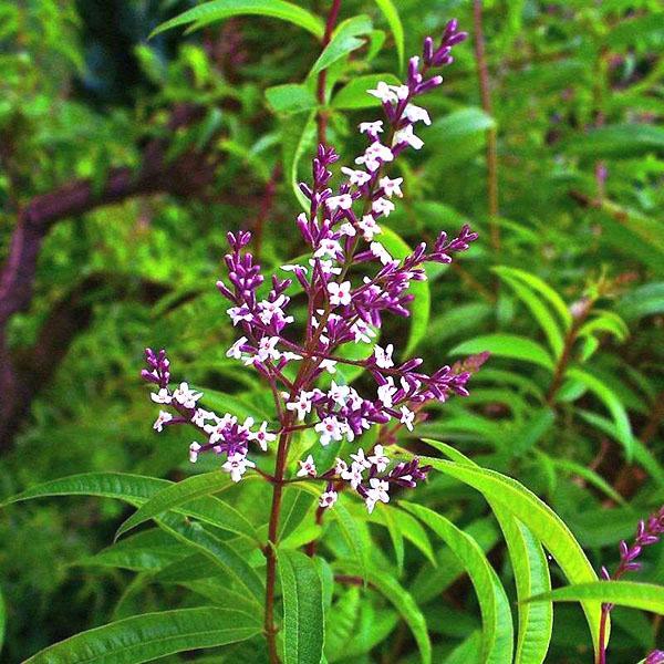 verbena de limón