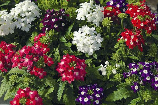 maravillosa verbena en tu jardín