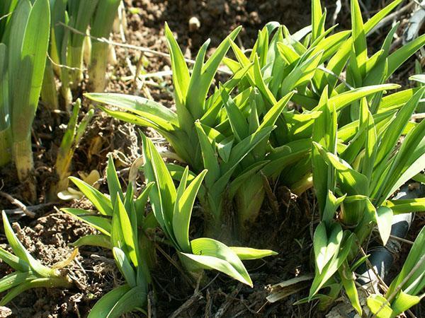 cette hémérocalle peut être plantée