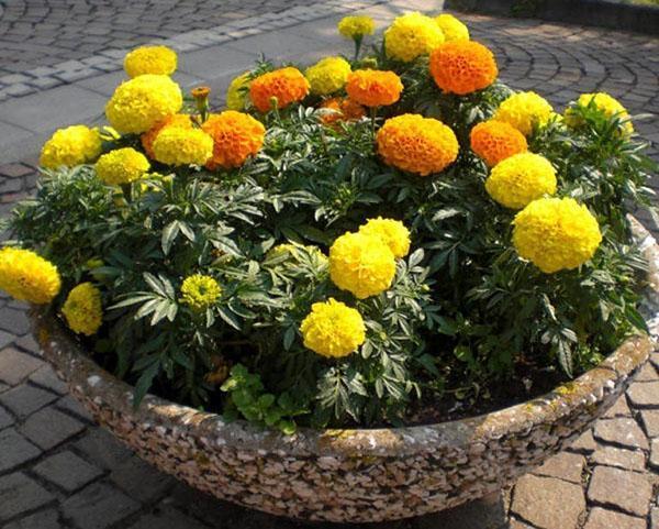 caléndulas en una mini-cama de flores