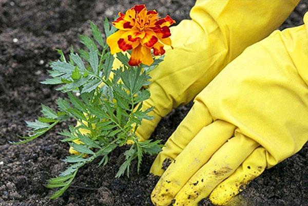 plantar caléndulas en campo abierto.