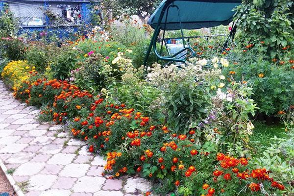 caléndulas a lo largo del camino del jardín