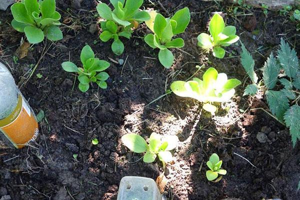 planter des rosettes de primevère