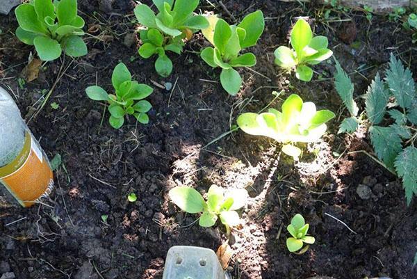 plantando rosetas de prímula