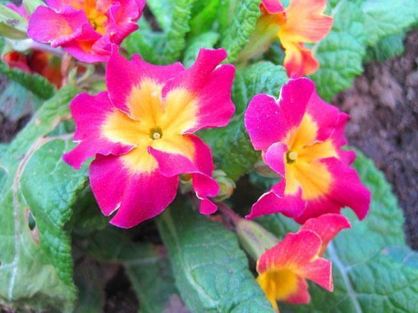 primevère en fleurs dans un parterre de fleurs