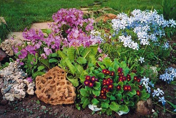 primevère dans la composition sur le parterre de fleurs