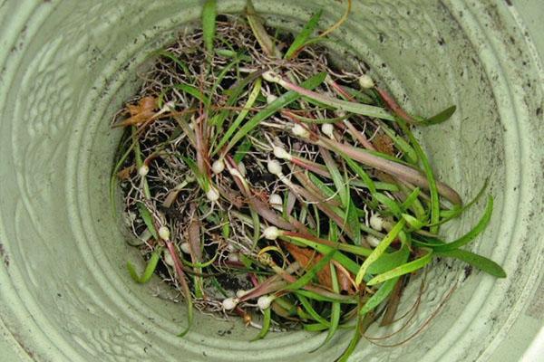 Plantas jóvenes de amarilis a partir de semillas.