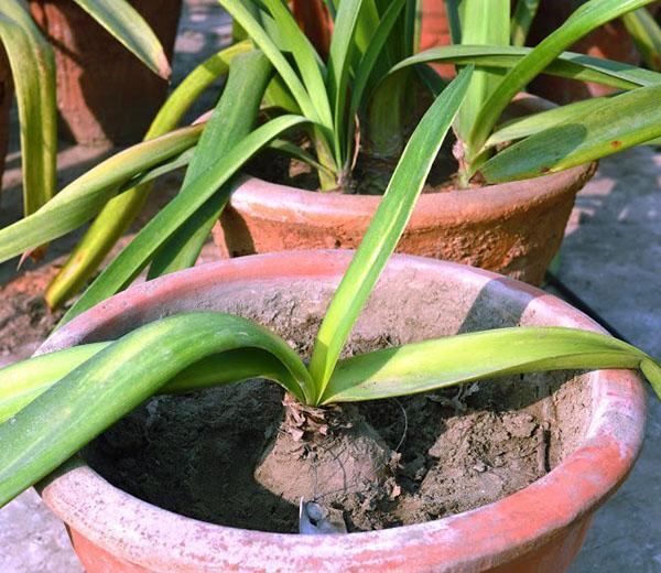 Amaryllis en pot