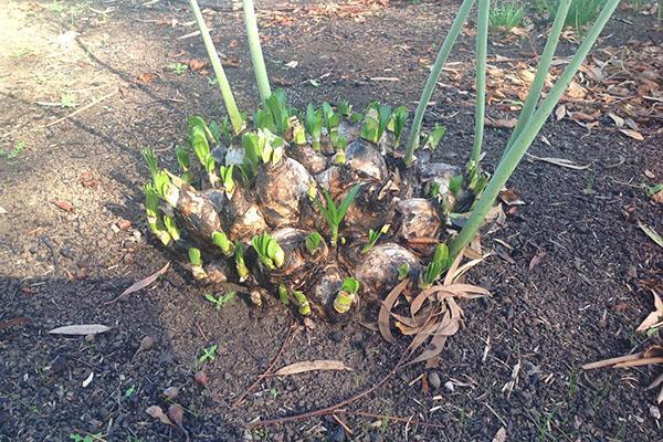 Tubérculos de amarilis en el jardín