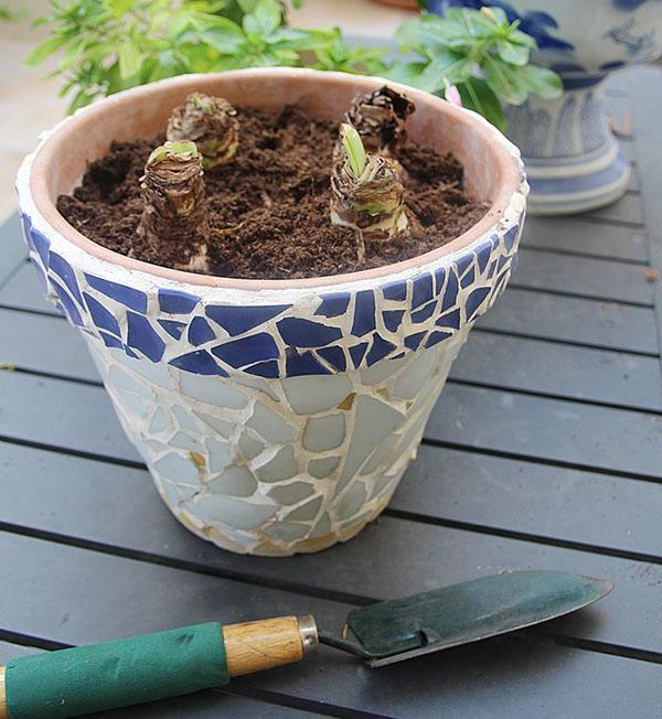 Planter l'amaryllis en pot