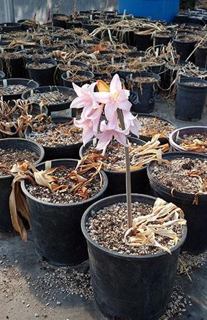 El florecimiento de la amarilis depende de la calidad del suelo utilizado.
