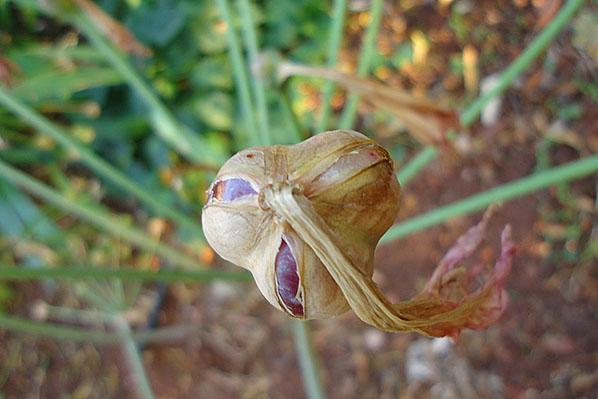 Fruit d'amaryllis