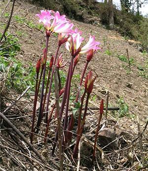 Amaryllis d'Afrique du Sud