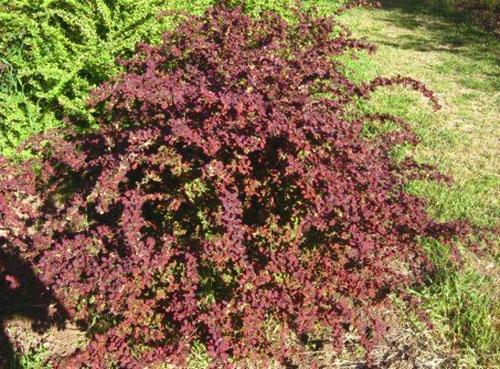 L'épine-vinette à feuilles rouges en aménagement paysager