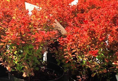 Jeunes arbres d'épine-vinette à feuilles pourpres