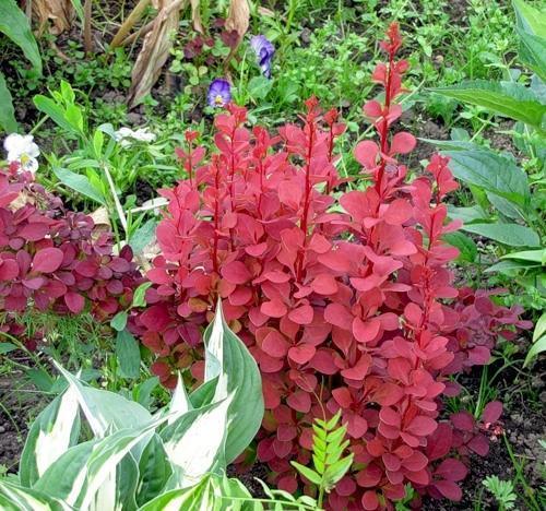 L'épine-vinette à feuilles pourpres dans une composition de jardin